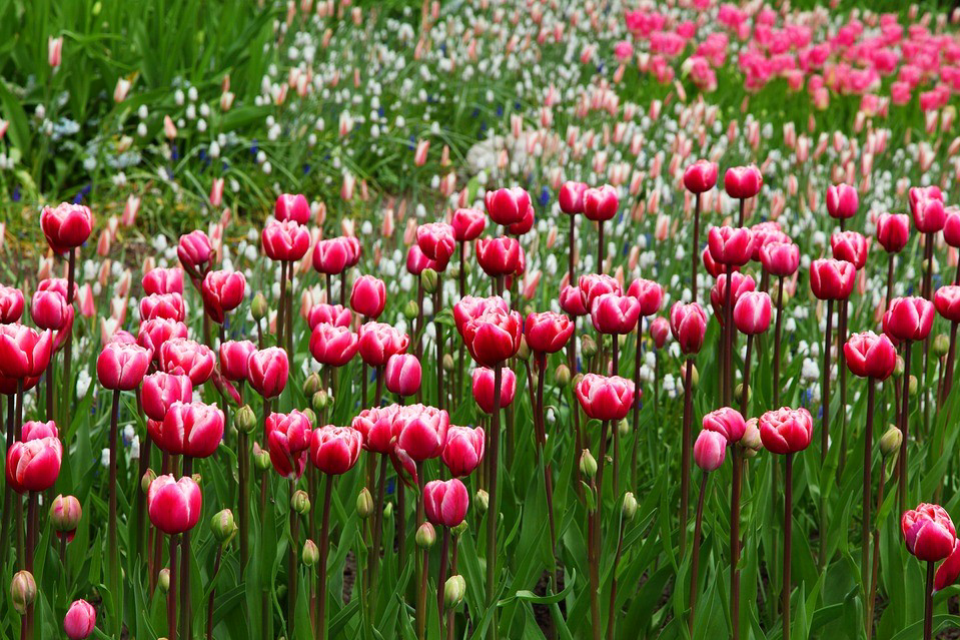 Britzer Garten Berlin-Tulipan