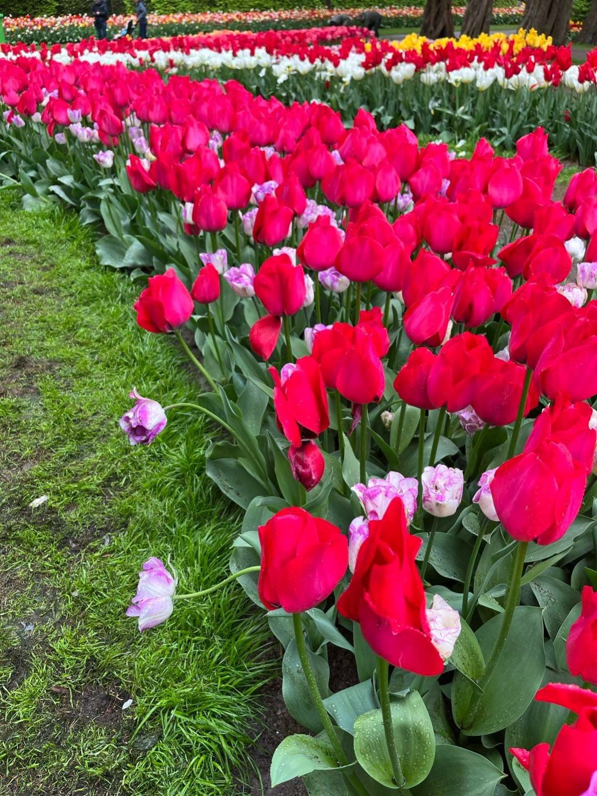 Tulpenblüte Holland